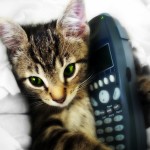 Adorable cat makes phone call, MindFitMove, Mindful Fitness