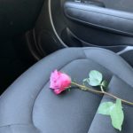 Rose on a car seat